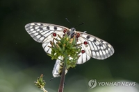 '가장 아름다운 나비' 멸종위기 붉은점모시나비…삼척 집단서식