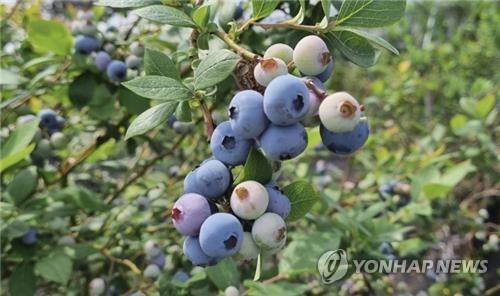 블루베리