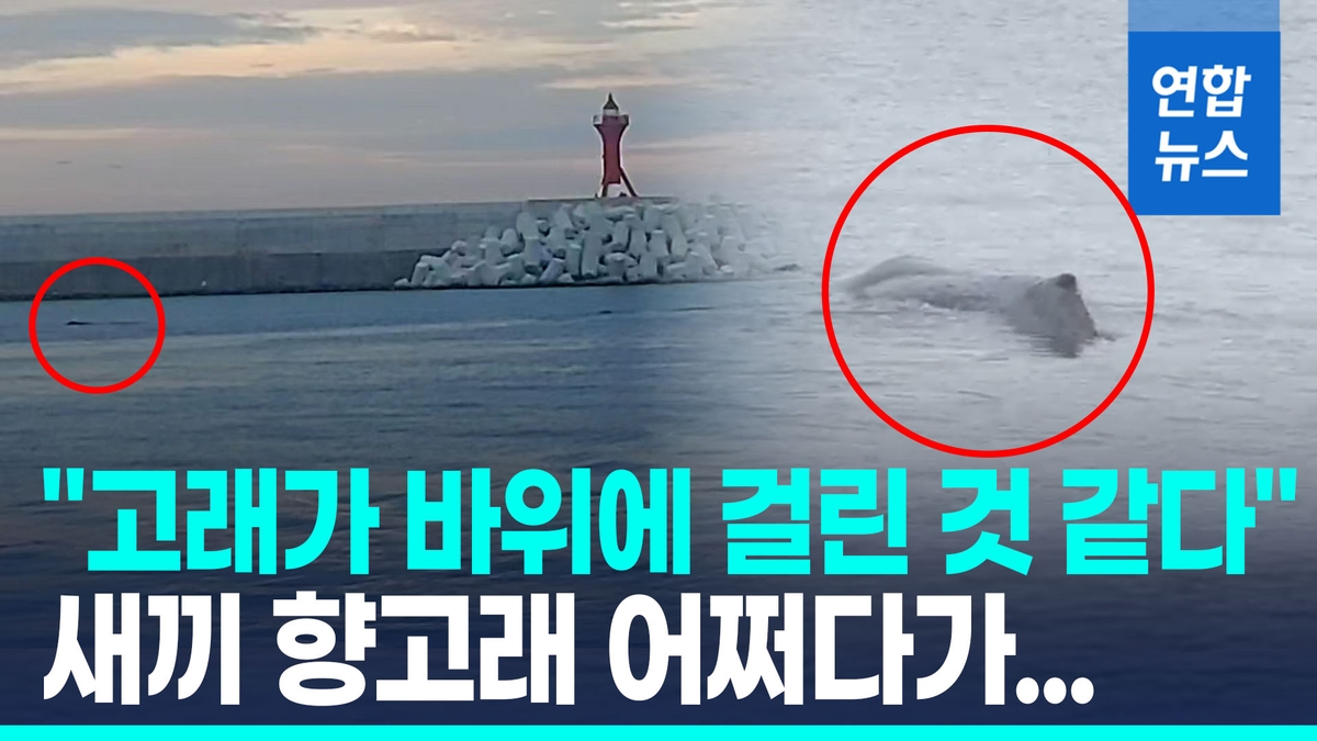 [영상] 항구에 검은 물체가…부산 연안서 적도에 사는 …