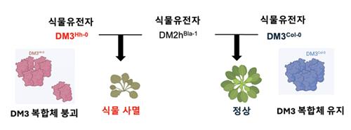 왜 식물이 스스로를 공격할까? 면역 충돌 비밀 밝혀