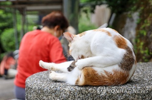 대만의 '고양이 마을' 허우통 거리의 고양이 모습. [사진/권혁창 기자]