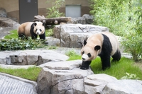 '독립생활' 에버랜드 쌍둥이 판다 새 보금자리 내달 3일 오픈