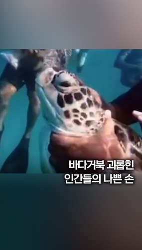  바다거북 '학대'…목 조르고 발로 찬 스노클링 관광객들