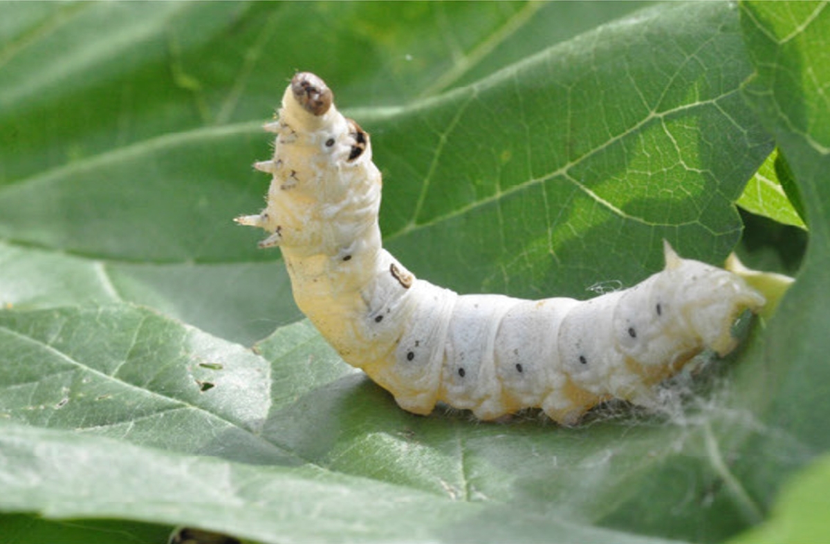 누에 ⓒ 농진청 제공