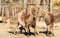 육군사관학교 &apos;사슴 생도&apos;의 1시간 탈영 소동
