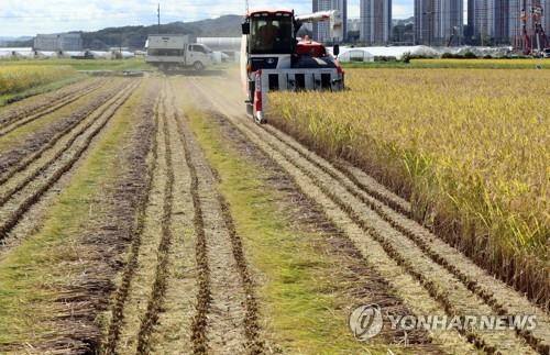 La cosecha de arroz se inicia, el 20 de septiembre de 2022, en un arrozal en Cheongju, a unos 140 kilómetros al sur de Seúl.