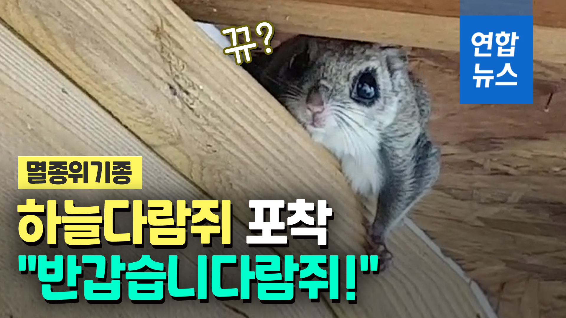 [영상] 충북 영동서 멸종위기종 하늘다람쥐 '인사 장면' 포착 | 연합뉴스