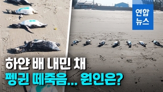 [영상] "바닷물 오염 때문에"…브라질 해변서 59마리 펭귄 떼죽음