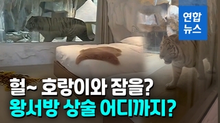 [영상] '호랑이해엔 호랑이와 잠을'…호텔 유리벽 사이두고 '오싹 동침'