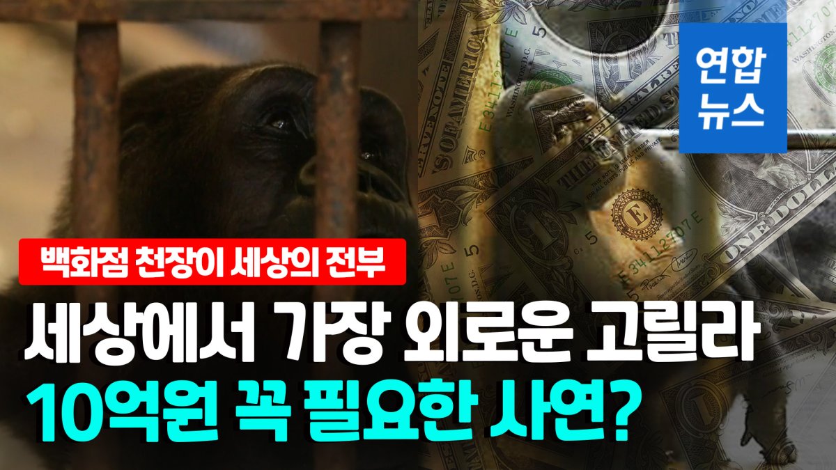 [영상] 백화점에 30년 넘게 갇힌 고릴라…"10억원 주면 풀어주겠다"