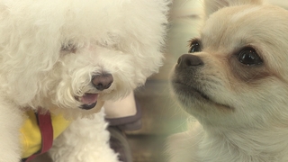 韓国のペット飼育利率２５％　飼育費は月平均１万６千円（２月３日）