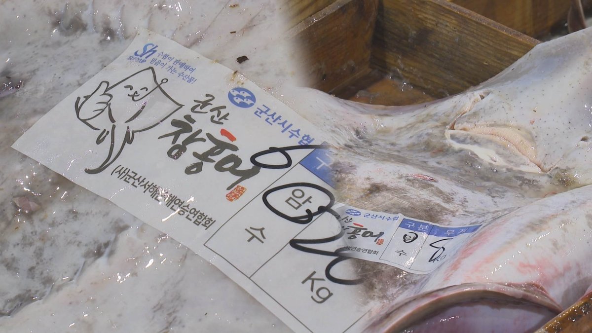 흑산도 아성에 도전장 내민 군산 홍어…어획량 급증