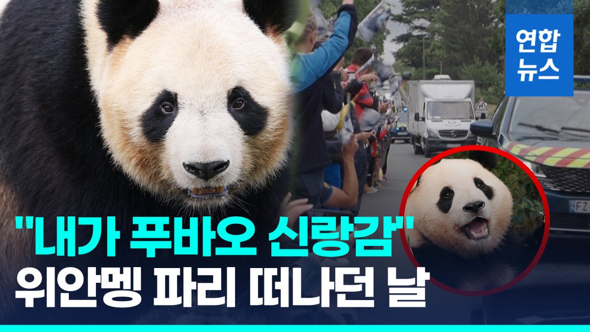 [영상] "푸공주 기다릴게"…'푸바오 신랑 후보' 위안멩, 파리 떠나던 날