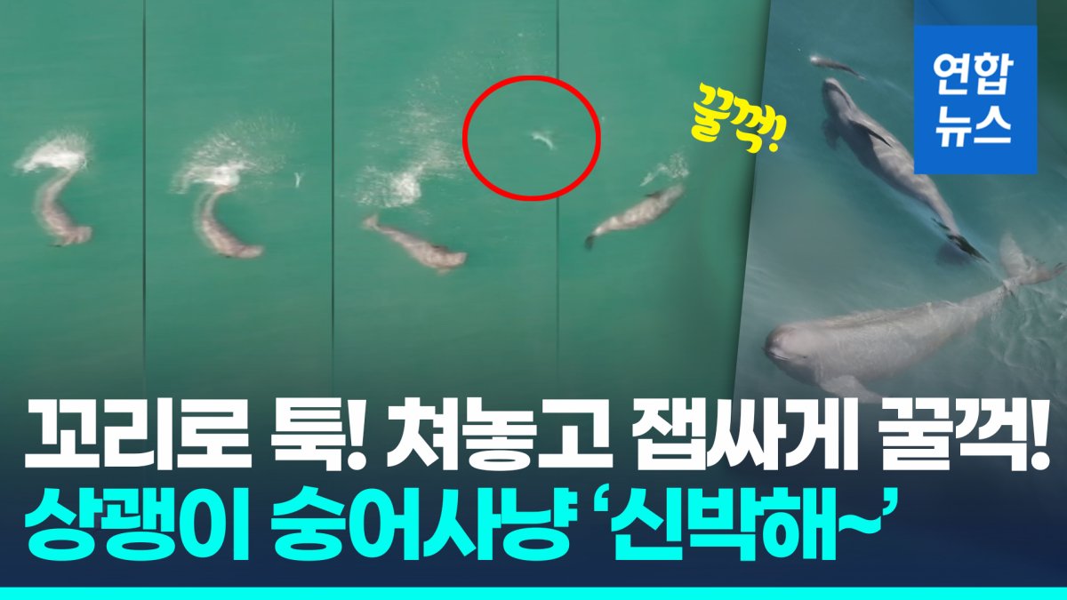 [영상] 꼬리로 툭! 쳐놓고 잽싸게 '꿀꺽'…상괭이 숭어사냥 '놀랍다'