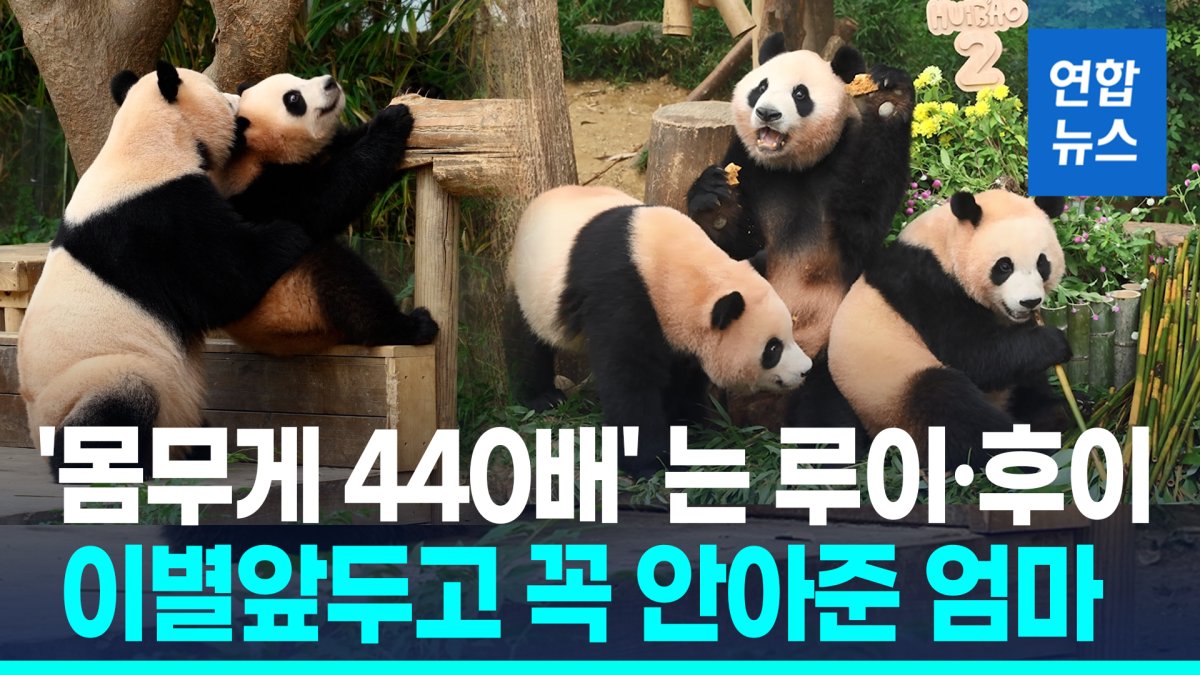[영상] 몸무게 440배 폭풍성장 푸바오의 쌍둥이 동생들…이제 두돌