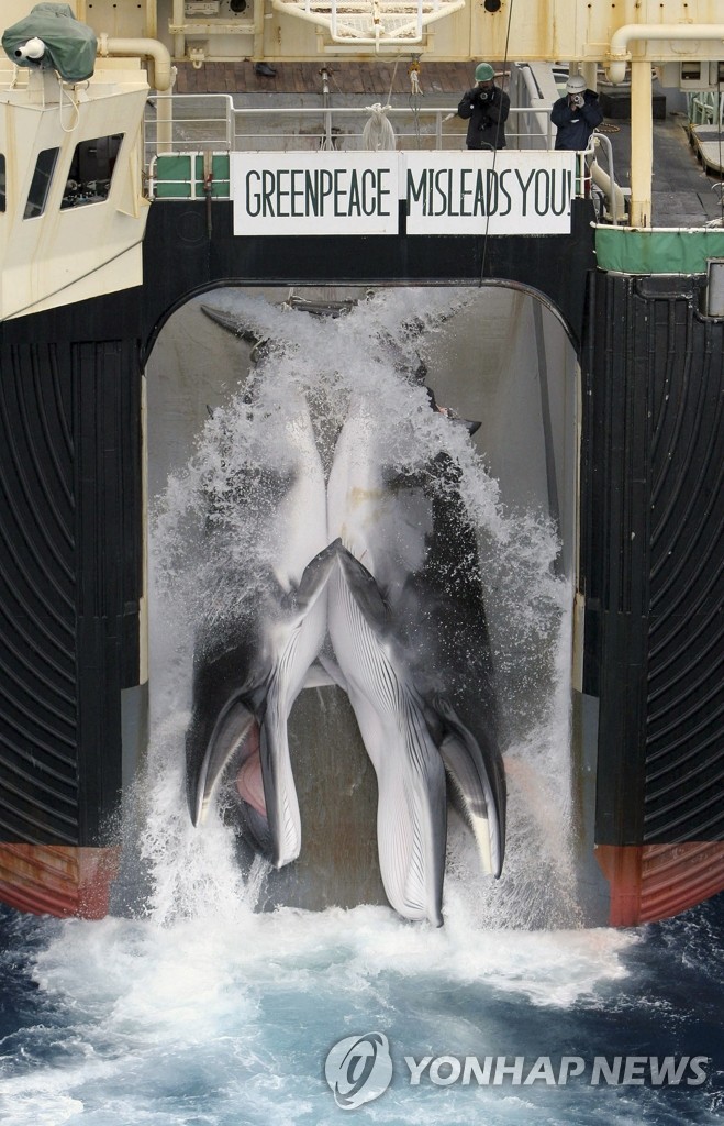 지난 2006년, 밍크 고래 2마리를 잡은 일본 포경선 모습(AP/그린피스 제공=연합뉴스, 자료사진, 판매금지) =NO SALES=