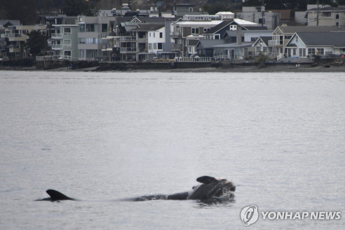 죽은 새끼 데리고 다니며 애도하는 어미 범고래