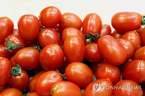 "저온 노출된 특정 방울토마토 '토마틴' 성분이 구토 유발"