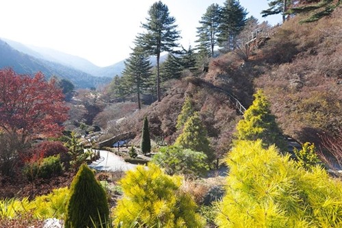 (سياحة كوريا) حديقة الصباح الهادئ في غابيونغ