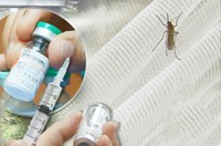 광주 모기 개체 수 증가…일본뇌염 매개 모기는 발견 안 돼