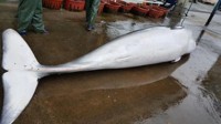 대청도 인근 해상서 길이 6m 밍크고래 그물에 걸려 죽은 채 발견