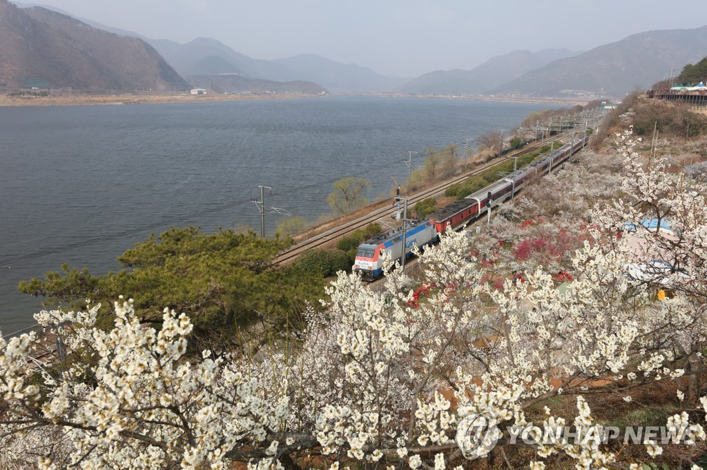 양산 원동마을 순매원