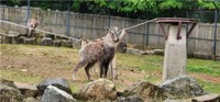 4월 1일은 멸종위기종의 날…내일 서울대공원 동물원서 기념식