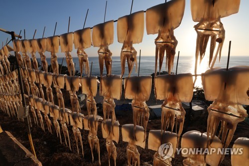 경북도, 어획량 급감 '금값 오징어' 새끼 대량 생산 나서