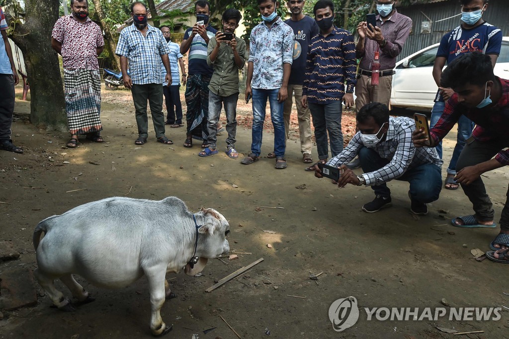 지난 7월 방글라데시 수도 다카 인근 농장에서 라니의 사진을 찍는 사람들. [AFP=연합뉴스]