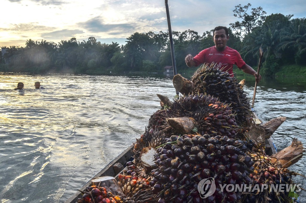 팜오일의 원료인 야자열매를 나르는 인도네시아 농부