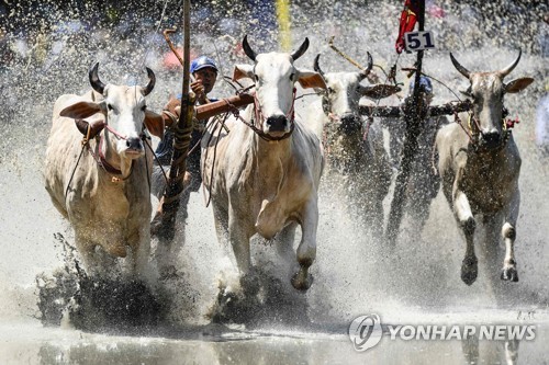 '주인과 진흙길 달리는 소들'…베트남 소 몰이 축제