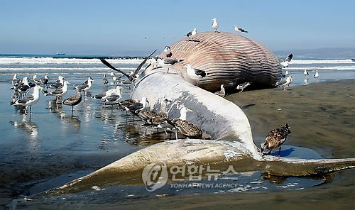 2009년 멕시코 엔세나다 해변에서 발견된 대왕고래 사체