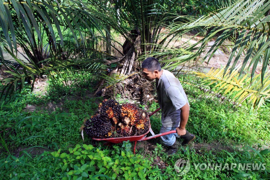 인도네시아 기름야자수 재배지