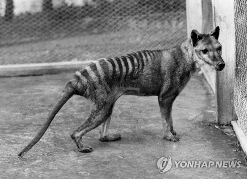 '태즈메이니아 호랑이'로 잘 알려진 틸라신. 1936년 멸종했다. 