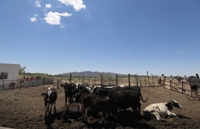 멕시코서 '살 파먹는 구더기' 가축 새 감염사례 보고돼