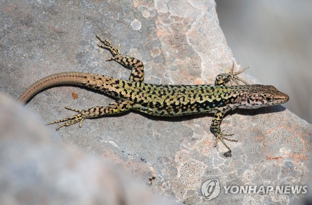 도마뱀