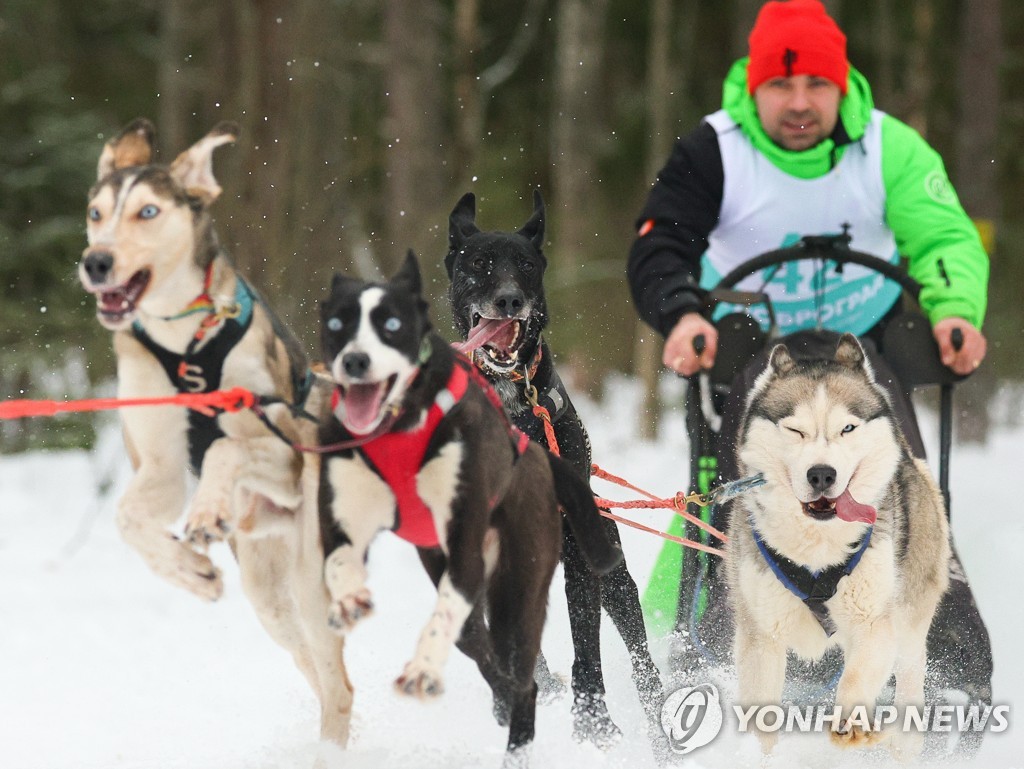 Sled dog racing tournament in Vladimir Region, Russia