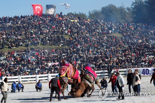 '힘 겨루기'…터키 2천년 넘는 전통 '낙타 레슬링' 축제