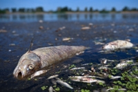 폴란드 강에서 물고기 집단 폐사…"사체 10t 걷어내"