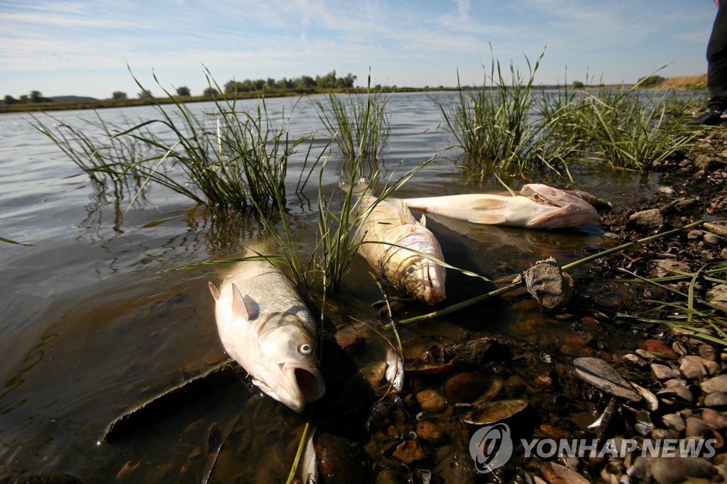 폴란드 오데르강 물고기 집단 폐사