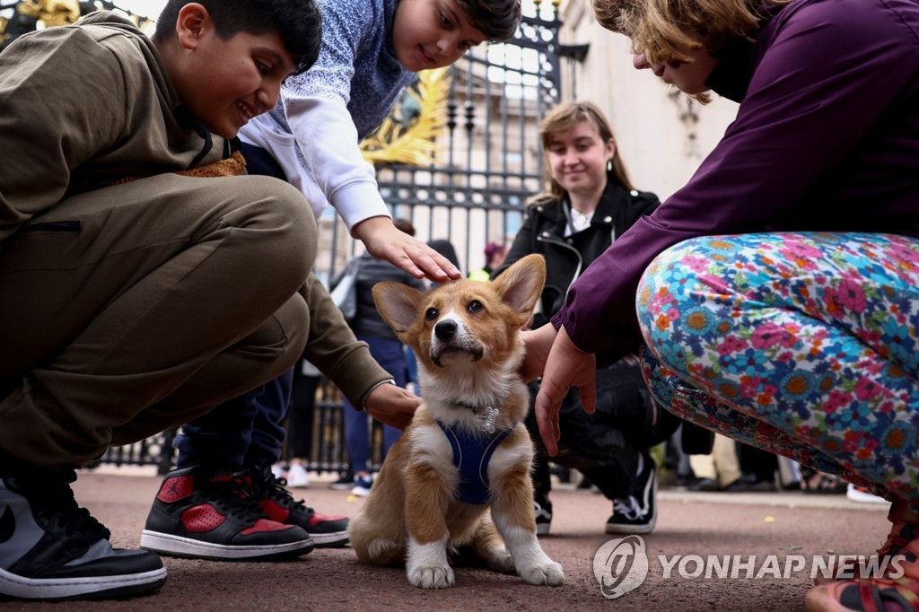 버킹엄궁 앞에서 사람들을 맞고 있는 코기 '클라이브'