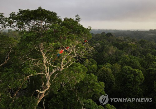 30층 건물 높이 아마존서 가장 큰 나무 불법 벌채로 사라질 위기