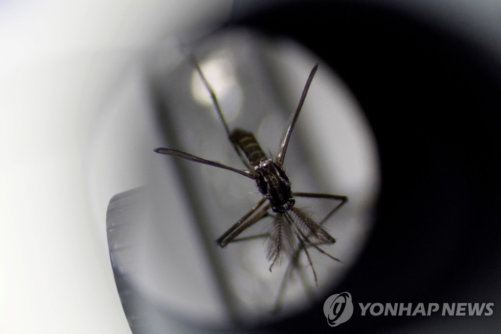 이집트숲모기