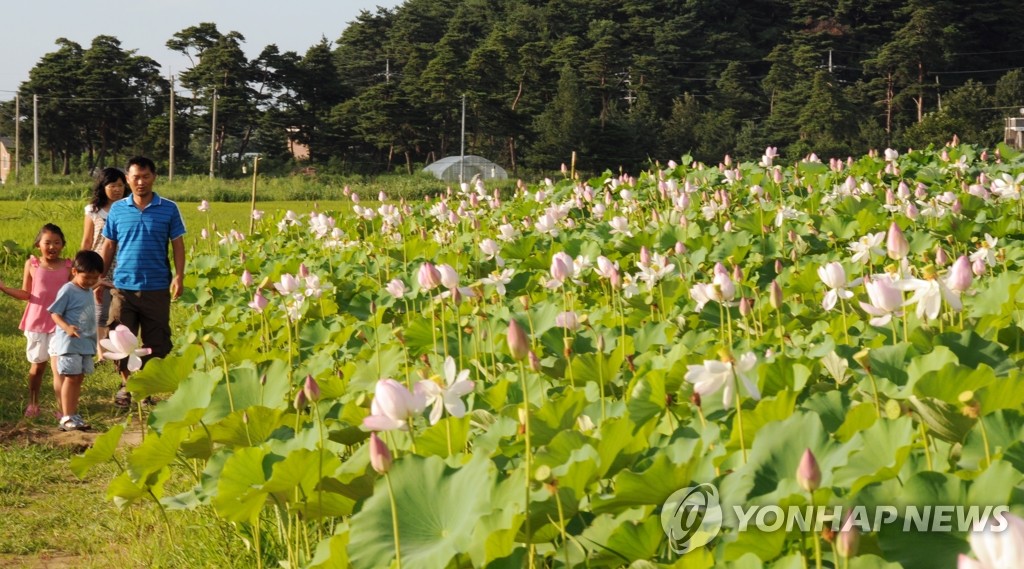 연꽃이 어우러진 자연 속으로…강릉 풍호 연꽃축제 | 연합뉴스