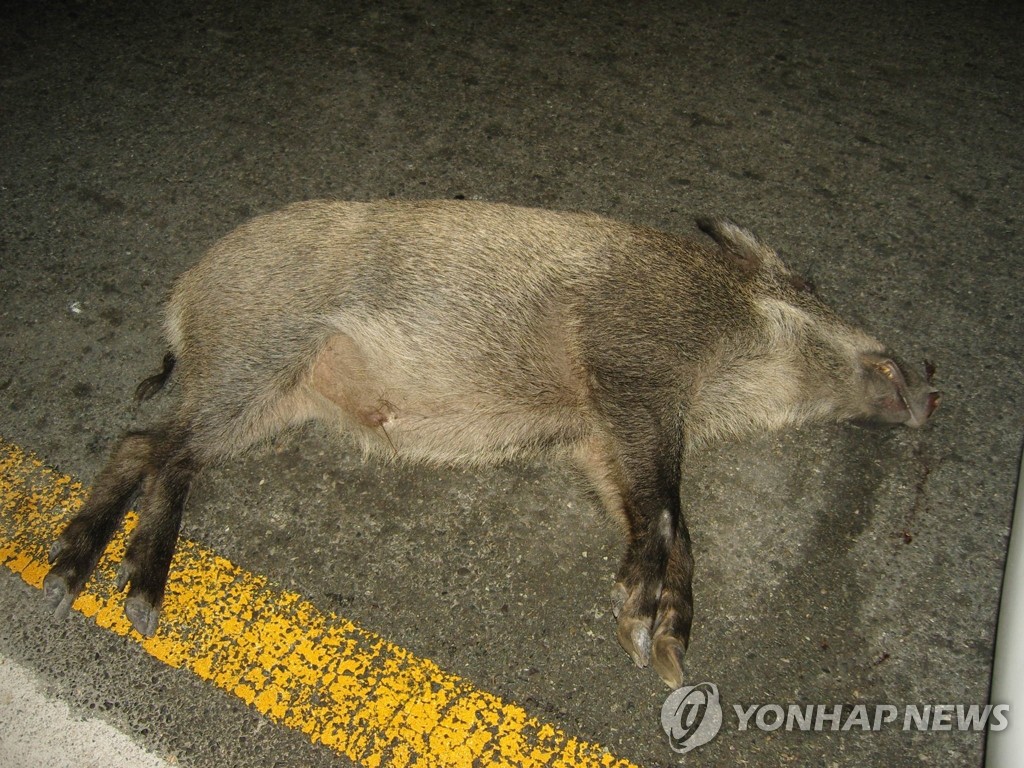  멧돼지 1마리, 차량에 치인 채 발견/자료사진