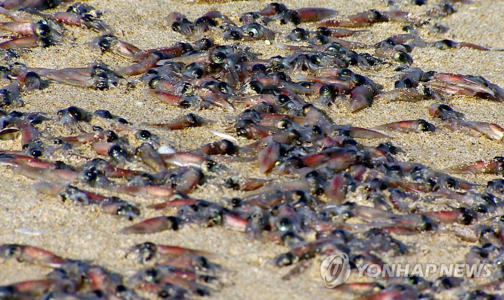 동해안 해변 떼죽음한 작은 오징어는 매오징어 | 연합뉴스