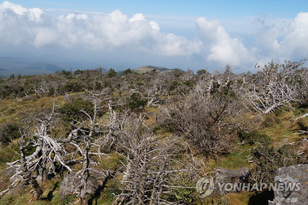 한라산 영실등산로 해발 1천600ｍ 일대의 구상나무 고사목 [한라산연구소 제공]