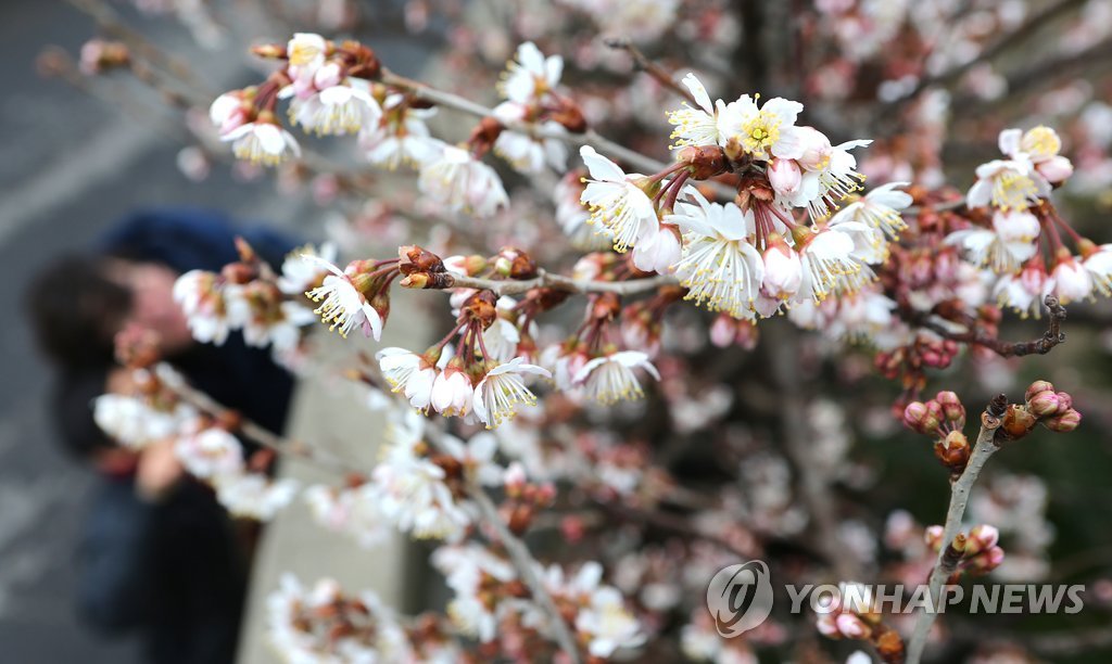 제주 봄이 오다 | 연합뉴스