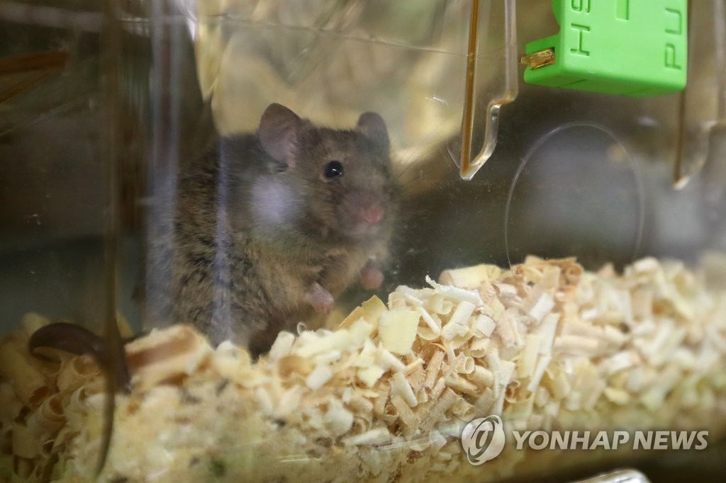 동물실험 쥐 [연합뉴스 자료사진]