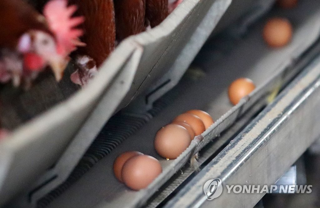 피프로닐 검출 농장의 계란